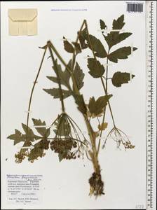 Heracleum freynianum Sommier & Levier, Caucasus, Stavropol Krai, Karachay-Cherkessia & Kabardino-Balkaria (K1b) (Russia)