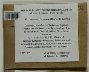 Lescuraea incurvata, Bryophytes, Bryophytes - North Caucasus & Ciscaucasia (B12) (Russia)