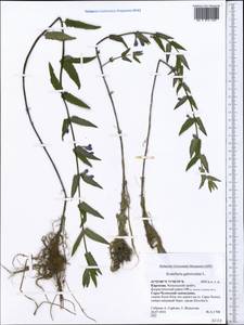 Scutellaria galericulata L., Middle Asia, Western Tian Shan & Karatau (M3) (Kyrgyzstan)