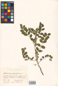 Astragalus glycyphyllos L., Eastern Europe, Moscow region (E4a) (Russia)