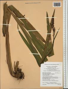 Crocosmia crocosmiiflora (Lemoine) N.E.Br., Western Europe (EUR) (United Kingdom)