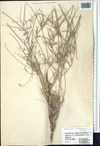 Astragalus kabadianus Lipsky, Middle Asia, Pamir & Pamiro-Alai (M2) (Uzbekistan)