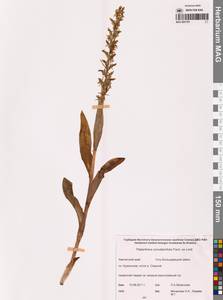 Platanthera convallariifolia (Fisch. ex Lindl.) Lindl., Siberia, Chukotka & Kamchatka (S7) (Russia)