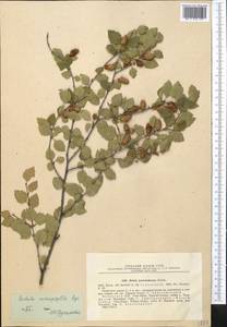 Betula tianschanica Rupr., Middle Asia, Northern & Central Tian Shan (M4) (Kazakhstan)