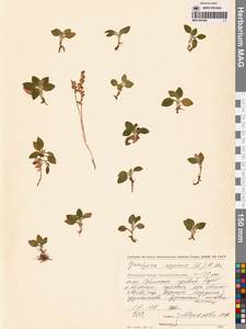 Goodyera repens (L.) R.Br., Siberia, Chukotka & Kamchatka (S7) (Russia)