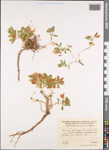 Trifolium eximium Stephan ex Ser., Siberia, Russian Far East (S6) (Russia)