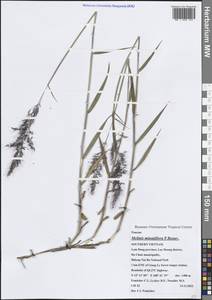 Melinis minutiflora P.Beauv., South Asia, South Asia (Asia outside ex-Soviet states and Mongolia) (ASIA) (Vietnam)