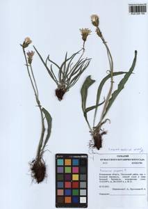 Takhtajaniantha austriaca (Willd.) Zaika, Sukhor. & N. Kilian, Siberia, Altai & Sayany Mountains (S2) (Russia)