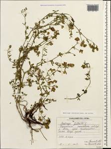 Medicago lessingii Fisch. & C.A.Mey. ex Kar., Caucasus, North Ossetia, Ingushetia & Chechnya (K1c) (Russia)