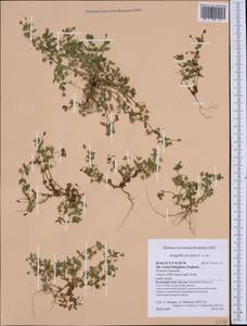 Lysimachia arvensis subsp. arvensis, Western Europe (EUR) (United Kingdom)