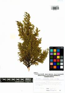 Juniperus pseudosabina Fisch. & C.A.Mey., Siberia, Baikal & Transbaikal region (S4) (Russia)