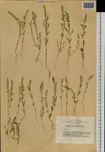 Suaeda prostrata Pall., Siberia, Altai & Sayany Mountains (S2) (Russia)