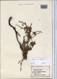 Polygonum paronychioides C. A. Mey., Middle Asia, Pamir & Pamiro-Alai (M2) (Tajikistan)
