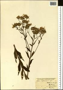 Aster tataricus L. fil., Siberia (no precise locality) (S0) (Russia)