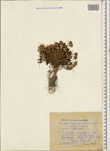 Senecio leucanthemifolius subsp. caucasicus (DC.) Greuter, Caucasus, Stavropol Krai, Karachay-Cherkessia & Kabardino-Balkaria (K1b) (Russia)