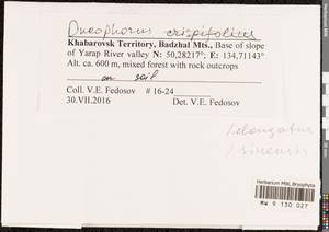 Symblepharis elongata (I. Hagen) Fedosov, M. Stech & Ignatov, Bryophytes, Bryophytes - Russian Far East (excl. Chukotka & Kamchatka) (B20) (Russia)