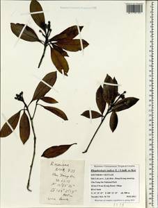 Rhaphiolepis indica (L.) Lindl., South Asia, South Asia (Asia outside ex-Soviet states and Mongolia) (ASIA) (Vietnam)