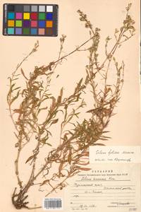 Silene foliosa Maxim., Siberia, Russian Far East (S6) (Russia)