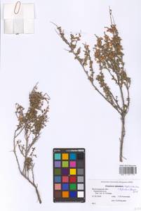 Atraphaxis replicata Lam., Eastern Europe, Lower Volga region (E9) (Russia)