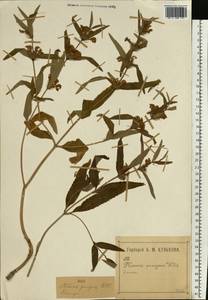 Phlomis herba-venti subsp. pungens (Willd.) Maire ex DeFilipps, Eastern Europe, Middle Volga region (E8) (Russia)