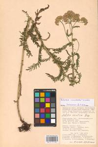 Achillea inundata Kondr., Eastern Europe, Lower Volga region (E9) (Russia)