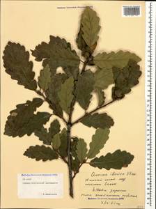 Quercus petraea subsp. polycarpa (Schur) Soó, Caucasus, North Ossetia, Ingushetia & Chechnya (K1c) (Russia)