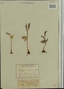 Botrychium matricariifolium (Döll) A. Braun ex Koch, Eastern Europe, Eastern region (E10) (Russia)
