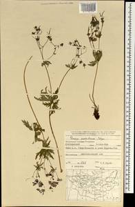 Geranium pseudosibiricum J. Mayer, Mongolia (MONG) (Mongolia)