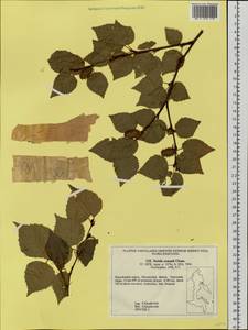 Betula ermanii Cham., Siberia, Chukotka & Kamchatka (S7) (Russia)