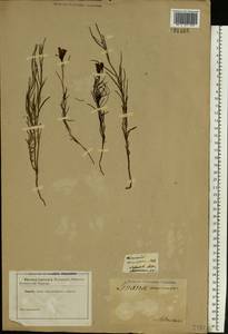 Linaria macroura (M. Bieb.) M. Bieb., Eastern Europe, Lower Volga region (E9) (Russia)