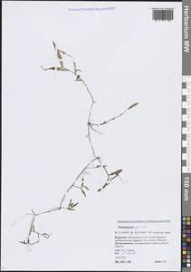Potamogeton gramineus L., Siberia, Baikal & Transbaikal region (S4) (Russia)