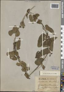 Aristolochia clematitis L., Crimea (KRYM) (Russia)