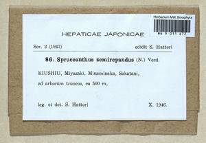 Spruceanthus semirepandus (Nees) Verd., Bryophytes, Bryophytes - Asia (outside ex-Soviet states) (BAs) (Japan)