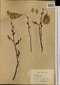 Carpinus cordata Blume, Siberia, Russian Far East (S6) (Russia)