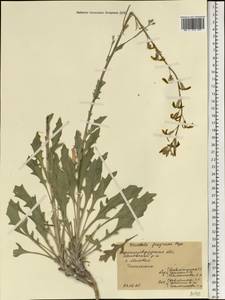 Matthiola fragrans (Fisch.) Bunge, Eastern Europe, North Ukrainian region (E11) (Ukraine)