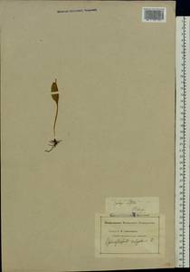 Ophioglossum vulgatum L., Eastern Europe, North-Western region (E2) (Russia)