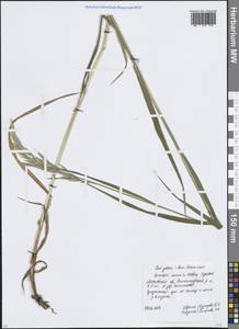 Bromus inermis Leyss., Eastern Europe, Moscow region (E4a) (Russia)