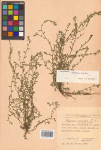 Polygonum arenastrum subsp. calcatum (Lindm.) Wissk., Siberia, Chukotka & Kamchatka (S7) (Russia)