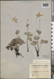 Anemone sylvestris L., Eastern Europe, Eastern region (E10) (Russia)