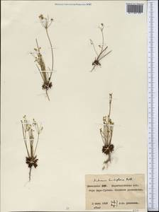 Androsace lactiflora Fisch. ex Willd., Middle Asia, Northern & Central Kazakhstan (M10) (Kazakhstan)