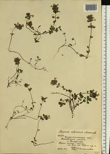 Clinopodium alpinum (L.) Kuntze, Eastern Europe, West Ukrainian region (E13) (Ukraine)