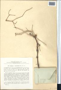 Calligonum leucocladum (Schrenk) Bunge, Middle Asia, Syr-Darian deserts & Kyzylkum (M7) (Kazakhstan)