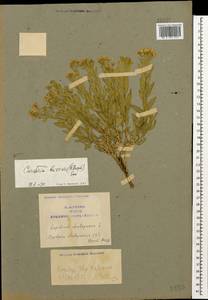 Lepidium chalepense L., Caucasus, Armenia (K5) (Armenia)