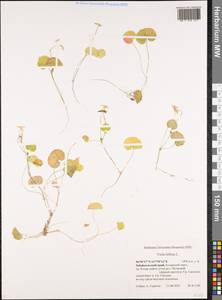 Viola biflora L., Siberia, Baikal & Transbaikal region (S4) (Russia)