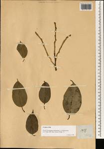Ficus benjamina L., South Asia, South Asia (Asia outside ex-Soviet states and Mongolia) (ASIA) (Philippines)