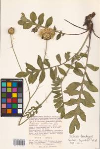 Rhaponticoides kasakorum (Iljin) M. V. Agab. & Greuter, Middle Asia, Caspian Ustyurt & Northern Aralia (M8) (Kazakhstan)