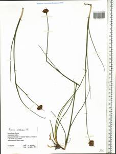 Juncus castaneus Sm., Siberia, Yakutia (S5) (Russia)