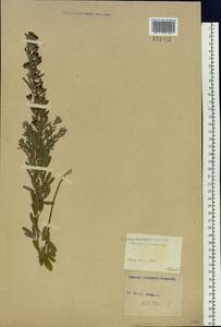 Lespedeza juncea (L.f.) Pers., Siberia, Baikal & Transbaikal region (S4) (Russia)
