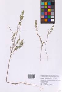 Lepidium densiflorum Schrad., Siberia, Russian Far East (S6) (Russia)
