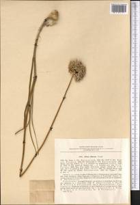 Allium rubellum M.Bieb., Middle Asia, Kopet Dag, Badkhyz, Small & Great Balkhan (M1) (Turkmenistan)